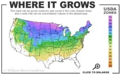Paul's Select Blue Norway Spruce (Picea Abies) - 2 Gallon Pot 9 Paul's Select Blue Norway Spruce (Picea Abies) - 2 Gallon Pot -Plant Shop 3a 8a 3