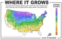 American Wild Plum Tree (Prunus Americana) - 1 Gallon Pot 12 American Wild Plum Tree (Prunus Americana) - 1 Gallon Pot -Plant Shop 3a 8b 14