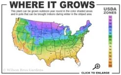 American Hornbeam (Ironwood Tree) - 5 Gallon Pot -Plant Shop 3a 9b 27