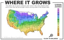 The Best Spearmint (Mentha Spicata 'Mint The Best)) - 6 Pack Of Pint Pots -Plant Shop 4a 11 6