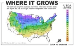 Bronze Fennel (Foeniculum Vulgare 'Purpureum') - 1 Gallon Pot -Plant Shop 4a 8a