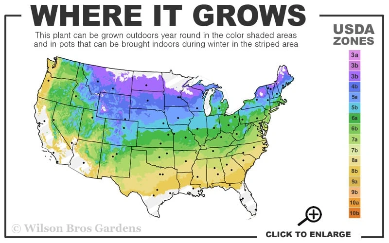 Marie's White Dwarf Hinoki Cypress - Chamaecyparis Obtusa 'Mariesii - 5 Gallon Pot 5 Marie's White Dwarf Hinoki Cypress - Chamaecyparis Obtusa 'Mariesii - 5 Gallon Pot - Image 3