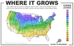 Dwarf Blue Arctic Willow Bush (Salix Purpurea 'Nana') - 2 Gallon Pot -Plant Shop 4a 8b 50