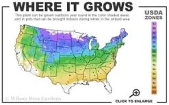 Silver Mound Artemisia - 5 Pack Of Quart Pots -Plant Shop 4a 8b thumbnail 4