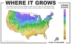 May Night Salvia - 1 Gallon 10 May Night Salvia - 1 Gallon -Plant Shop 4a 9b 83