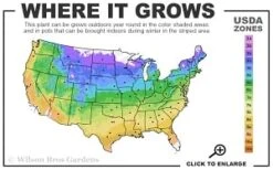 Adam's Courage Clematis - 1 Gallon Pot -Plant Shop 4a 9b thumbnail 1