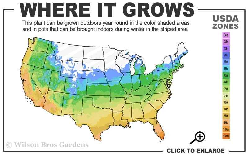 Red Yucca - 3 Gallon Pot 5 Red Yucca - 3 Gallon Pot - Image 3