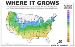 All That Glows Arrowwood Viburnum - 2 Gallon Pot 10 All That Glows Arrowwood Viburnum - 2 Gallon Pot -Plant Shop 5a 8b 15