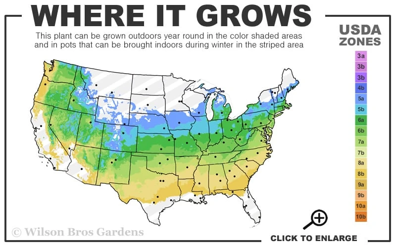 Streib's Findling Cotoneaster - 1 Gallon Pot 5 Streib's Findling Cotoneaster - 1 Gallon Pot - Image 3