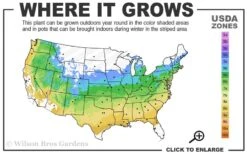 Viridis Dwarf Green Japanese Maple - 1 Gallon Pot 14 Viridis Dwarf Green Japanese Maple - 1 Gallon Pot -Plant Shop 5a 9a 15