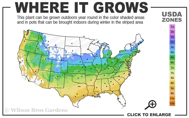 Oregon Sunset Japanese Maple (Acer Palmatum) - 3 Gallon Pot 5 Oregon Sunset Japanese Maple (Acer Palmatum) - 3 Gallon Pot - Image 3