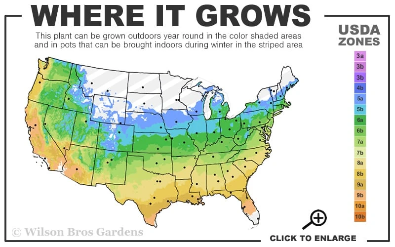 Centennial Star Magnolia - 1 Gallon Pot 5 Centennial Star Magnolia - 1 Gallon Pot - Image 3