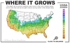 Claudia Wannamaker Southern Magnolia - 5 Gallon Pot -Plant Shop 5b 11 12