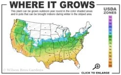 Graham Blandy Columnar Boxwood - 1 Gallon Pot -Plant Shop 5b 9b 3