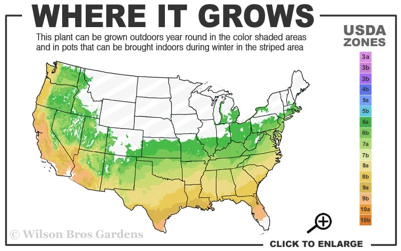 Purple Leaf Tea Olive (Osmanthus Heterophyllus 'Purpurea') - 2 Gallon Pot 5 Purple Leaf Tea Olive (Osmanthus Heterophyllus 'Purpurea') - 2 Gallon Pot - Image 3