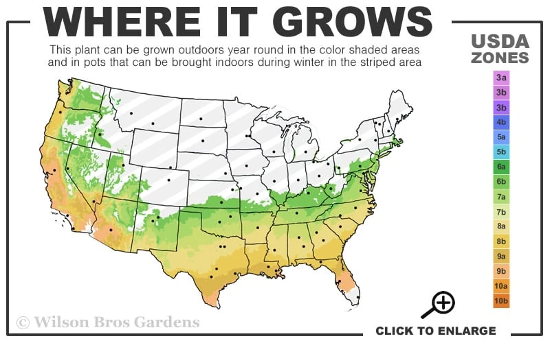 Autumn Monarch Encore Azalea - 2 Gallon Pot 5 Autumn Monarch Encore Azalea - 2 Gallon Pot - Image 3