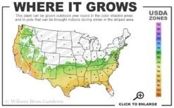 Autumn Rouge Encore Azalea - 3 Gallon Pot -Plant Shop 6B 9B 14