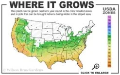 Blush Pink Nandina - 3 Gallon Pot -Plant Shop 6a 10a 1