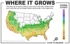 Summer Snow Gardenia - 3 Gallon Pot -Plant Shop 6a 10a