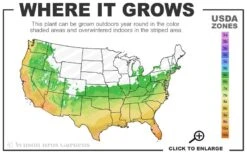 Black Diamond 'Purely Purple' Crape Myrtle Tree (Multi Trunk) - 7 Gallon Pot 8 Black Diamond 'Purely Purple' Crape Myrtle Tree (Multi Trunk) - 7 Gallon Pot -Plant Shop 6a 10b 7
