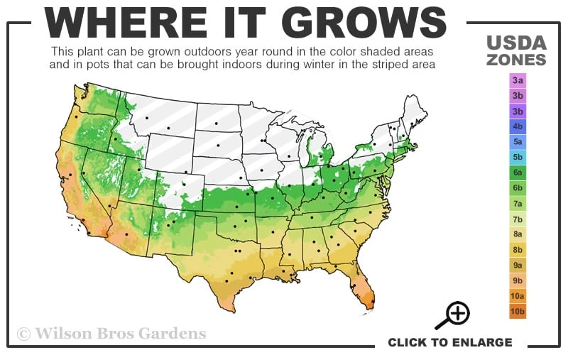 Humilis Hedge Bamboo - Phyllostachys Humilis - 3 Gallon Pot 5 Humilis Hedge Bamboo - Phyllostachys Humilis - 3 Gallon Pot - Image 3