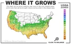 Henon Giant Gray Bamboo - Phyllostachys Nigra 'Henon' - 2 Gallon Pot 11 Henon Giant Gray Bamboo - Phyllostachys Nigra 'Henon' - 2 Gallon Pot -Plant Shop 6a 11 6