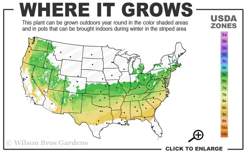 Zabel Laurel (Prunus Laurocersasus 'Zabeliana') - 6 Pack Of 1 Gallon Pots 5 Zabel Laurel (Prunus Laurocersasus 'Zabeliana') - 6 Pack Of 1 Gallon Pots - Image 3