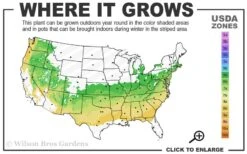Variegated Boxwood (Buxus Sempervirens 'Aureovariegata') - 2 Gallon Pot -Plant Shop 6a 8b 7