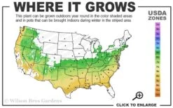 Gwenda Azalea (Robin Hill Hybrid) - 1 Gallon Pot -Plant Shop 6a 9a