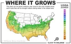 Dauntless Azalea (Glenn Dale Hydrid) - 2 Gallon Pot 7 Dauntless Azalea (Glenn Dale Hydrid) - 2 Gallon Pot -Plant Shop 6a 9b 2