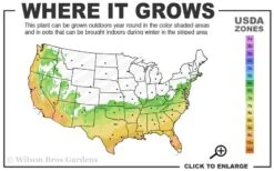 Spring Awakening Fragrant Camellia Hybrid - 3 Gallon Pot -Plant Shop 6b 10a