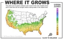 Angus Cold Hardy Eucalyptus Tree (Eucalyptus Nicholii) - Quart Pot -Plant Shop 6b 10b 9