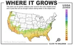 Little Gem Dwarf Southern Magnolia - 3 Gallon Pot (2.5-3.5') -Plant Shop 7a 10a