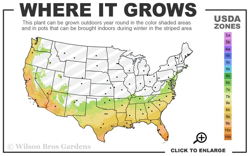 Goldcrest Monterey Lemon Cypress - 3-Ball Poodle Tier Topiary - 2 Gallon Pot 5 Goldcrest Monterey Lemon Cypress - 3-Ball Poodle Tier Topiary - 2 Gallon Pot - Image 3