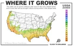 Woodlanders Cold Hardy Red Bottlebrush - Callistemon - 1 Gallon Pot -Plant Shop 7a 10b 89