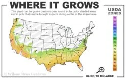 Ruby Parfait Loropetalum (Fringe Flower) - 1 Gallon Pot 10 Ruby Parfait Loropetalum (Fringe Flower) - 1 Gallon Pot -Plant Shop 7a 9b 25