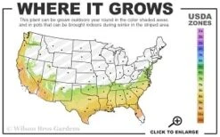 Moonlit Lace Viburnum - 6 Pack Of 1 Gallon Pots -Plant Shop 7a 9b thumbnail 1