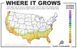 Arbequina Olive Tree - 7 Gallon Pot (4-5') -Plant Shop 7b 10b 8