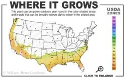 Alapaha Rabbiteye Blueberry - 1 Gallon Pot -Plant Shop 7b 9b 2