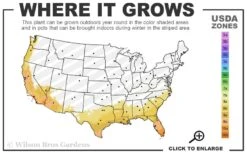 Crescent Moon Dwarf Gardenia - 6 Pack Of 1 Gallon Pots -Plant Shop 8a 11 4