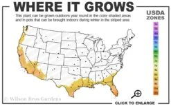 Giant Weavers Royal Bamboo (Wong Chuk) - Bambusa Textilis 'Kanapaha' - 3 Gallon Pot 13 Giant Weavers Royal Bamboo (Wong Chuk) - Bambusa Textilis 'Kanapaha' - 3 Gallon Pot -Plant Shop 8b 11 4