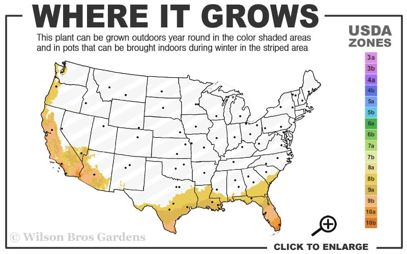 Bells Of Fire Tecoma - Esperanza - 1 Gallon Pot 5 Bells Of Fire Tecoma - Esperanza - 1 Gallon Pot - Image 3