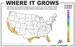 Little Lucky Hot Pink Lantana - 1 Gallon Pot 8 Little Lucky Hot Pink Lantana - 1 Gallon Pot -Plant Shop 9a 11 3