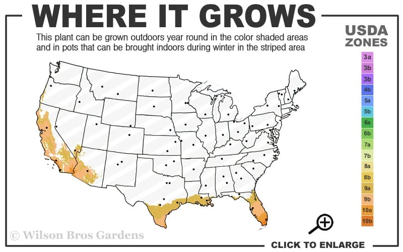 Little Lucky Hot Pink Lantana - 1 Gallon Pot 5 Little Lucky Hot Pink Lantana - 1 Gallon Pot - Image 3