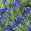 Little Blue Fountain Agapanthus - Lily Of The Nile - 1 Gallon Pot -Plant Shop Agapanthus Little Blue Fountain 3