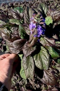 Catlins Giant Ajuga - Bugleweed - 1 Gallon Pot -Plant Shop Ajuga Catlins Giant 10