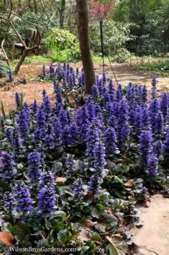 Catlins Giant Ajuga - Bugleweed - 1 Gallon Pot -Plant Shop Ajuga Catlins Giant 20
