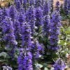 Catlins Giant Ajuga - Bugleweed - 1 Gallon Pot -Plant Shop Ajuga Catlins Giant 21