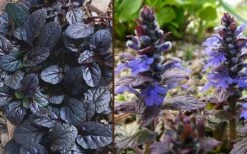 Mahogany Ajuga (Bugleweed) - 5 Pack Of Quart Pots -Plant Shop Ajuga Mahogany Combo