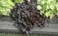 Mahogany Ajuga (Bugleweed) - 5 Pack Of Quart Pots -Plant Shop Ajuga Mahogany Landscape